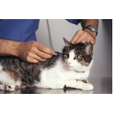 vacina antirrábica para gato preço Barreto