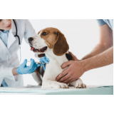 vacina cachorro filhote valor Santa Bárbara
