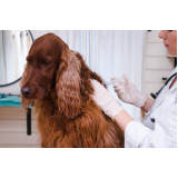 vacina cachorro filhote Camburí