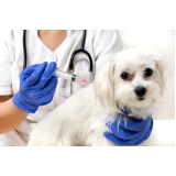 vacina contra raiva cachorro valor Santo Antônio