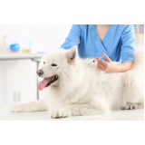 vacina contra raiva cachorro Ititioca