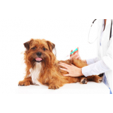vacina contra raiva para cachorro Padre Pequeno