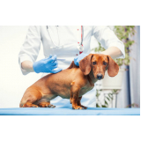 vacina da raiva cachorro valor Cordeirinho - Ponta Negra