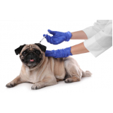 vacina da raiva cachorro Costa Azul