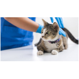 vacina de gato v4 preço Recanto