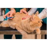 vacina de gato v4 Chácara Inoa