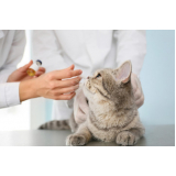 vacina de raiva gato preço Costa Azul