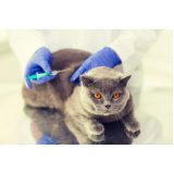 vacina de raiva gato Cantagalo