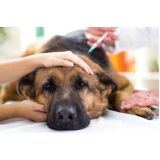 vacina de raiva para cachorro Santa Rosa
