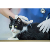 vacina gato filhote preço Pindobal - Ponta Negra