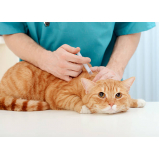 vacina gato filhote Itacoatiara