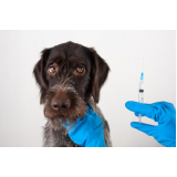 vacina para cachorro filhote valor Costa do Sol