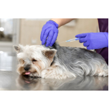 vacina para cachorro filhote Maralegre