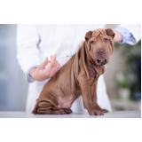 vacina para cachorro Parque dos Rodoviários