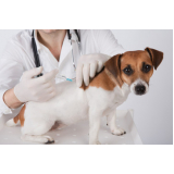 vacina para carrapato em cachorro Centro