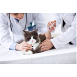vacina para filhote de gato preço Jardim Bela Vista