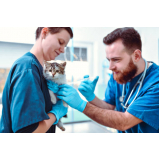vacina para filhote de gato Mata Paca