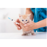 vacina para gato filhote preço Parque Santo Antônio