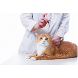 vacina para gato filhote Chácara Inoa
