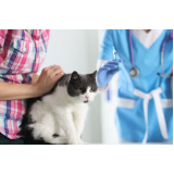 vacina para gato v4 Bairro da Glória