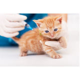 vacina para gato Camboinhas