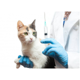 vacina v4 para gatos Várzea Moças