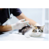Vacina contra Raiva Gato