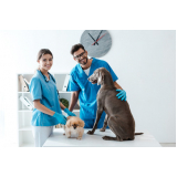 veterinário 24 horas Boqueirão