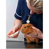 veterinário de animais exóticos contato Inoa