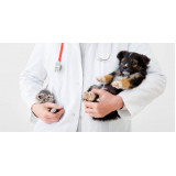 veterinário especialista em cachorros contato Fonseca