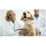 veterinário especialista em cachorros Rio das Ostras