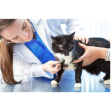 veterinário especialista em gatos contato Boca da Barra