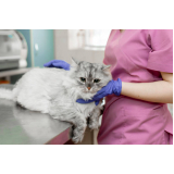 veterinário especialista em gatos Engenho do Mato