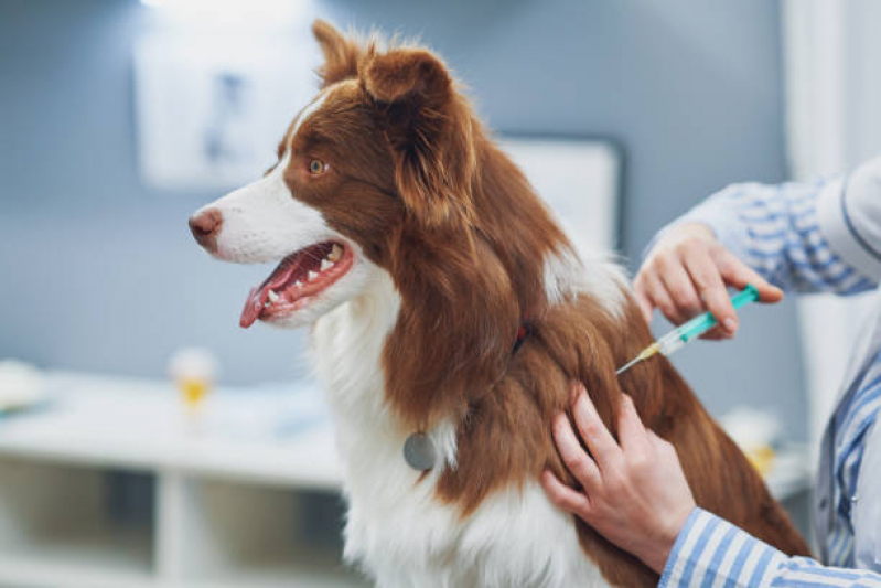Vacina Antirrábica Cachorro Valor Santa Rosa - Vacina para Cachorro