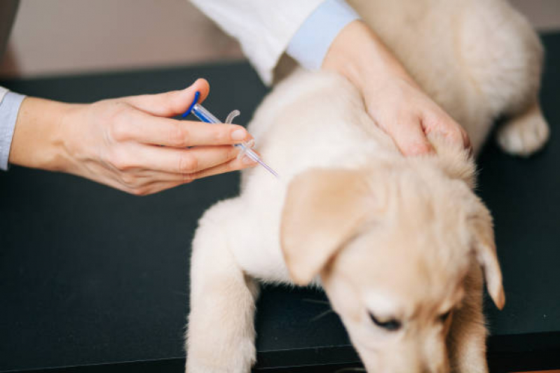 Vacina Antirrábica Cachorro Extensão do Bosque - Vacina de Raiva para Cachorro