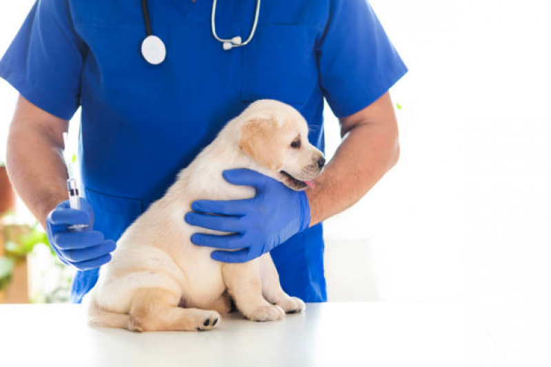 Vacina Antirrábica Canina Valor Vale Encantado - Vacina de Gripe para Cachorro