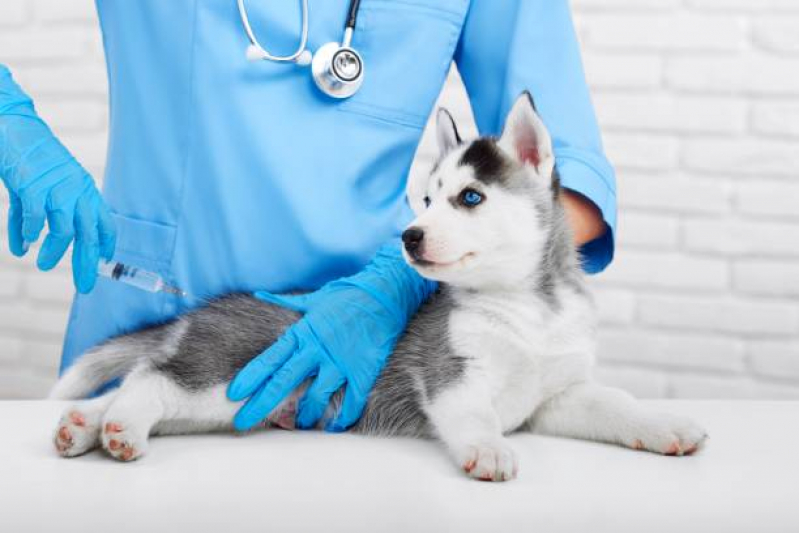 Vacina Antirrábica Canina Jardim Mariléa - Vacina para Cachorro