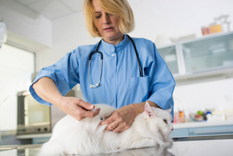 Vacina Antirrábica Gato Preço Macaé - Vacina para Gato Niterói