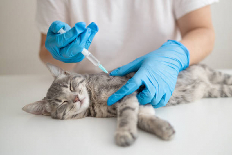 Vacina Antirrábica Gato Santa Bárbara - Vacina para Gato V4