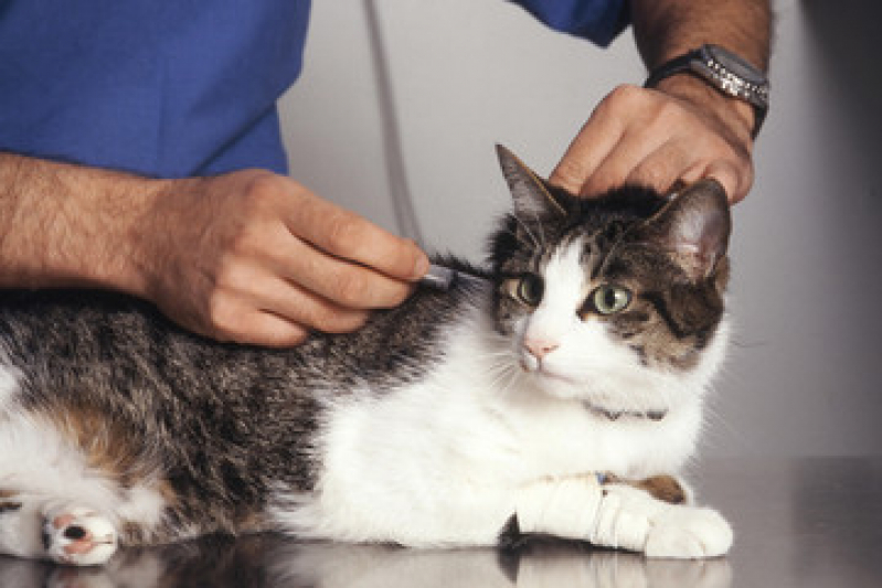 Vacina Antirrábica para Gato Preço Barreto - Vacina para Gato