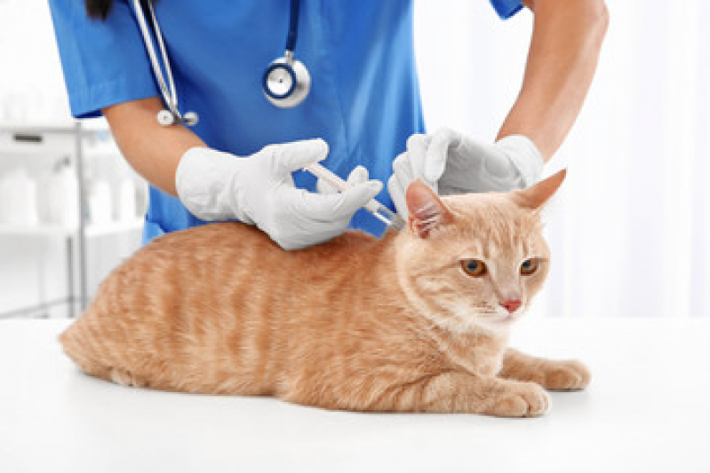 Vacina Antirrábica para Gato Parque Nanci - Vacina de Raiva Gato
