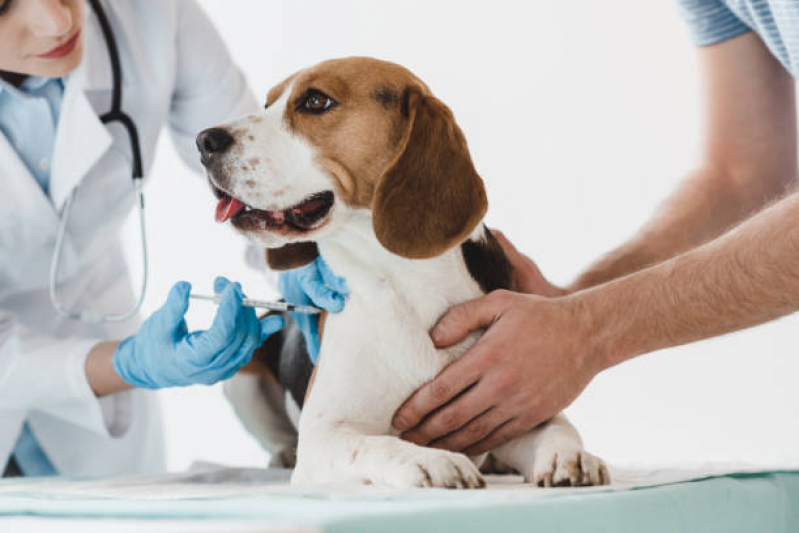 Vacina Cachorro Filhote Valor São Domingos - Vacina de Gripe para Cachorro