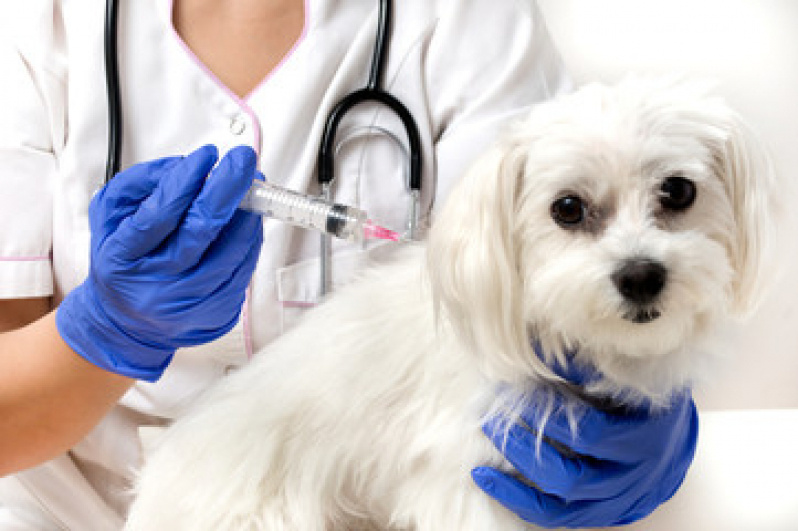 Vacina contra Raiva Cachorro Valor Piratininga - Vacina da Raiva Cachorro