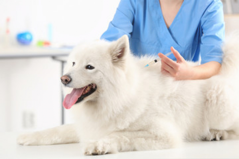 Vacina contra Raiva Cachorro Itacoatiara - Vacina Antirrábica Cachorro