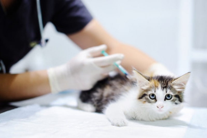 Vacina contra Raiva Gato Preço Cidade Praiana - Vacina Antirrábica para Gato