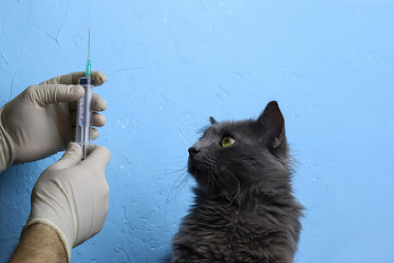 Vacina contra Raiva Gato Caxito Pequeno - Vacina V4 para Gatos