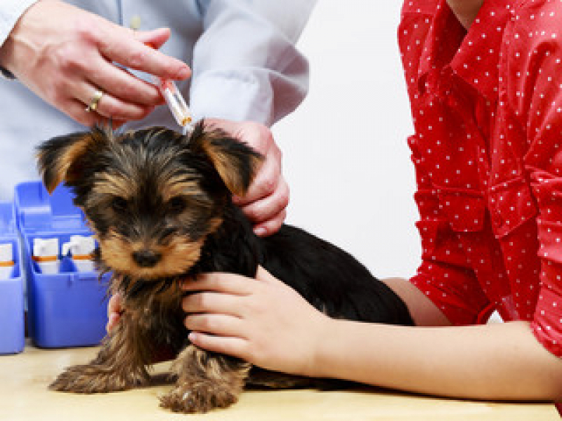 Vacina contra Raiva para Cachorro Valor Vale Encantado - Vacina Antirrábica Cachorro