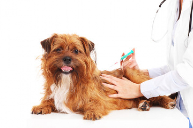 Vacina contra Raiva para Cachorro Padre Pequeno - Vacina contra Raiva para Cachorro
