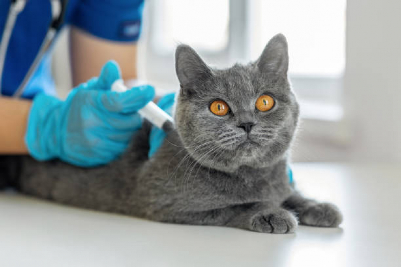 Vacina contra Raiva para Gato Preço Camburí - Vacina para Gato Filhote