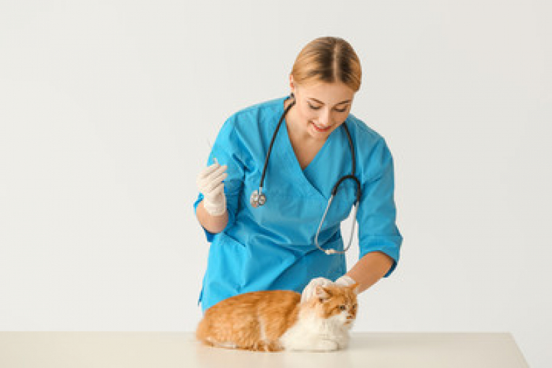 Vacina contra Raiva para Gato Itaipuacu - Vacina para Filhote de Gato
